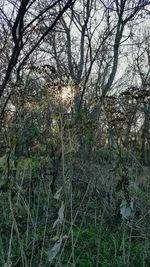 Bare trees on field in forest