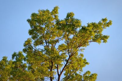 Low angle view of tree against sky