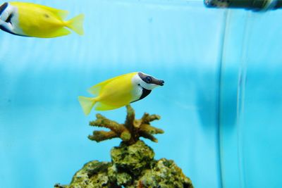 Close-up of yellow fish in sea