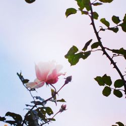 Low angle view of pink flowers