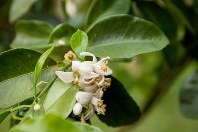 Close-up of insect on plant