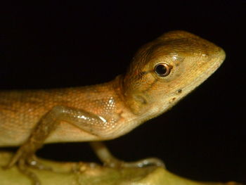 Close-up of a lizard