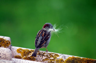 Close-up of bird perching on leaf