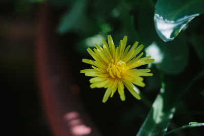 Close-up of yellow flowering plant