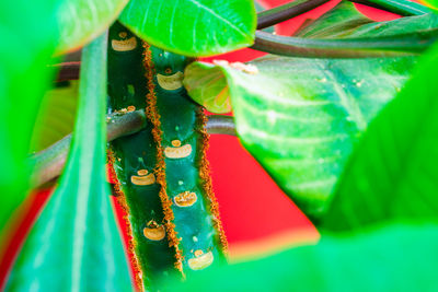 Close-up of multi colored leaves