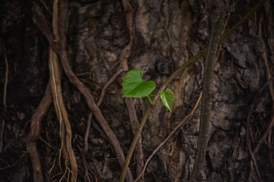 plant