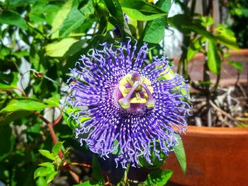 Close-up of purple flower