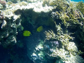 Fish swimming in sea