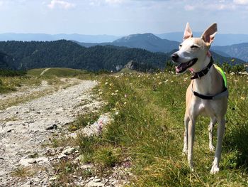 Dog standing on land