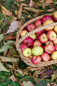 Autumn scene with apple basket on grass.