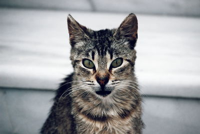 Close-up portrait of cat