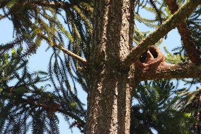 Low angle view of pine tree