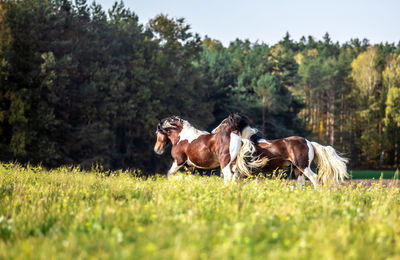 Horses in a field