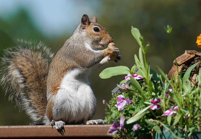 Close-up of squirrel