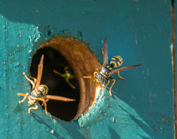 High angle view of bee