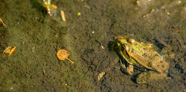 High angle view of crab on land