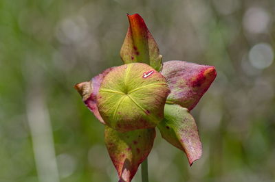 Close-up of green leaves on plant