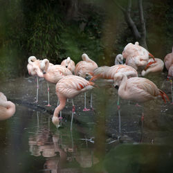 Flock of birds in lake