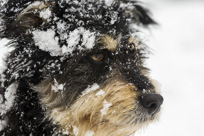 Close-up of a dog in snow