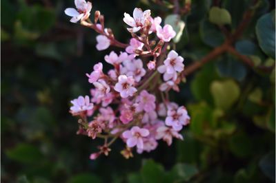 Close-up of pink flowers