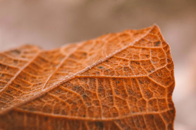 Close-up of dried leaf