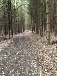 Footpath amidst trees in forest