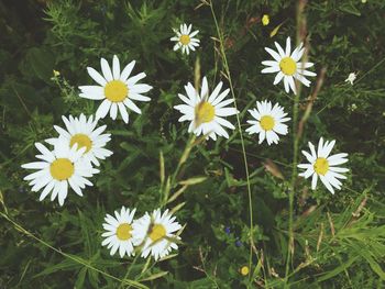 High angle view of daisies blooming outdoors