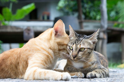 Close-up of a cat