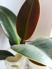 Close-up of potted plant