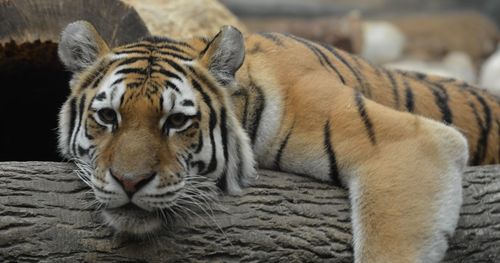 Close-up portrait of a relaxed tiger