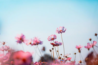 Cosmos flowers beautiful in the garden