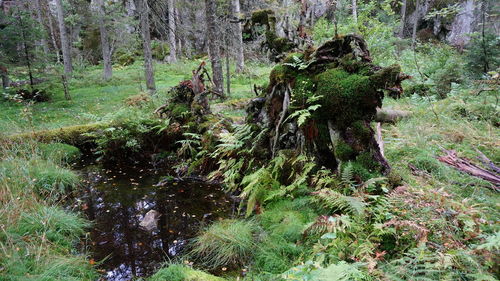 Trees in forest