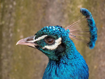 Close-up of a peacock