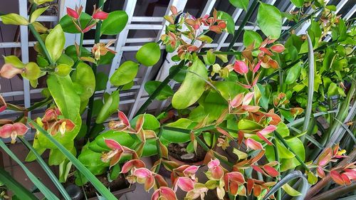 Close-up of pink flowering plants