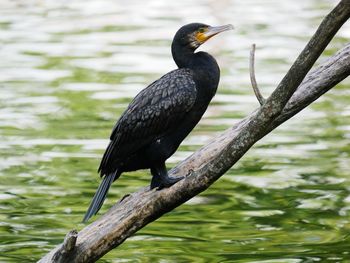 Bird perching on a tree