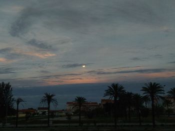 Palm trees against sky at night