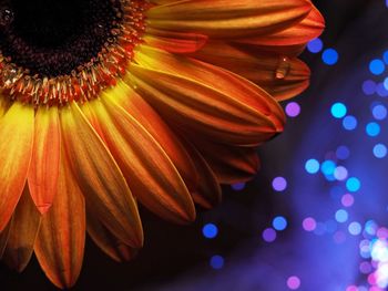 Close-up of illuminated orange gerbera flower