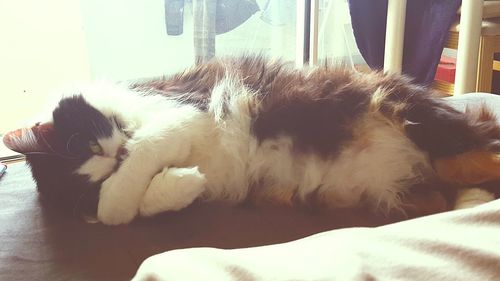 Close-up of dog sleeping on sofa