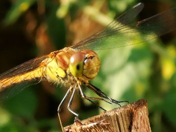 Close-up of insect perching on plant