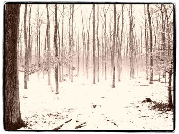 Trees in forest