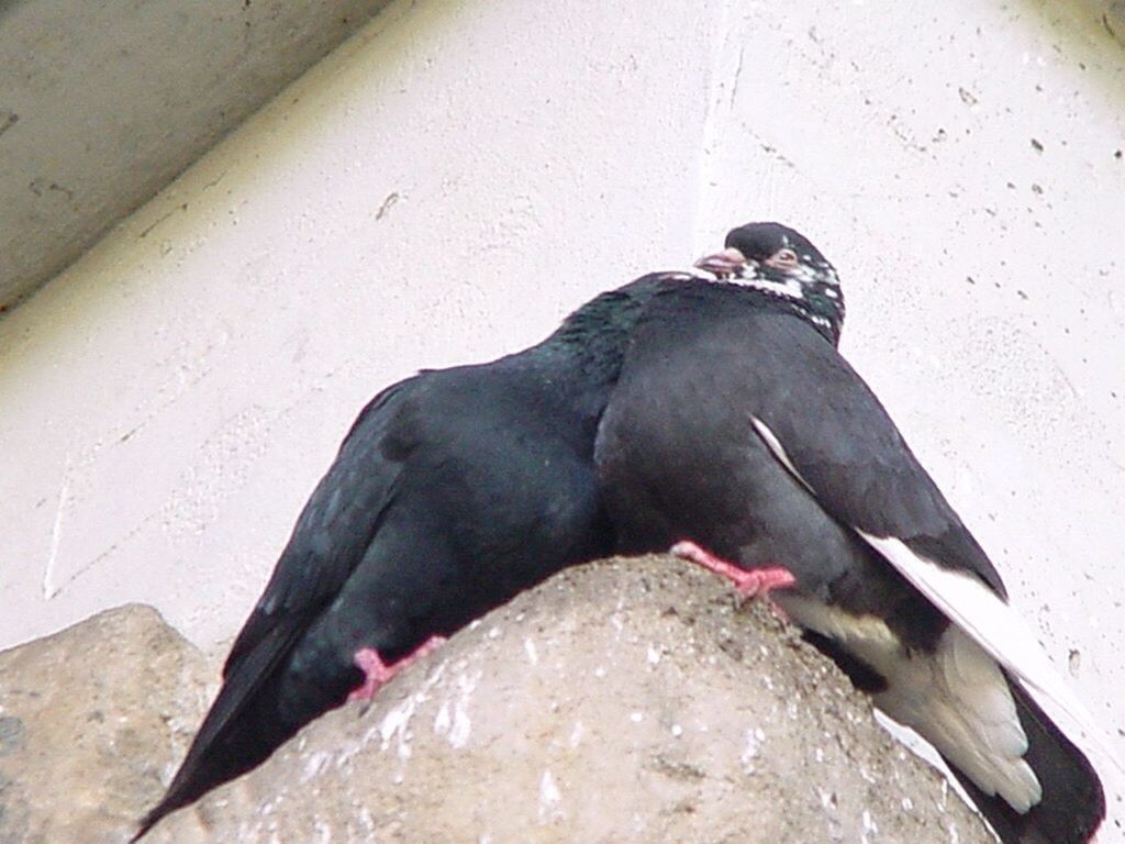 animals in the wild, bird, yawning, animal themes, no people, mammal, day, outdoors