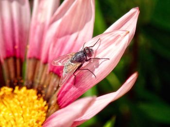 Close-up of insect on pink flower