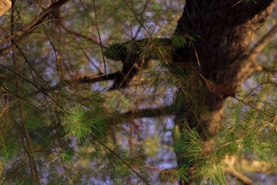 Low angle view of pine trees in forest