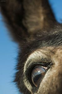 Close-up of horse eye