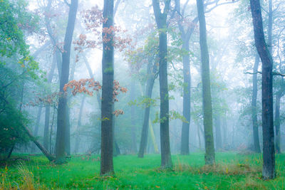 Trees in forest