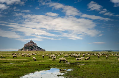 Flock of sheep on grass against sky