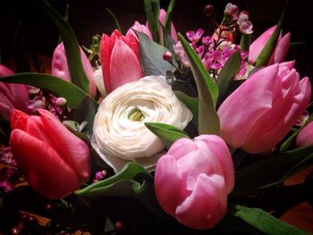 Close-up of pink flowers blooming outdoors