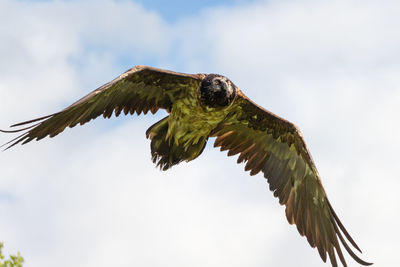 Low angle view of bird flying against sky