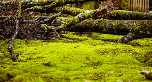 Surface level of moss growing on tree in forest