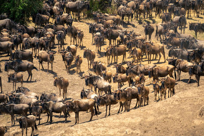 Goats on field